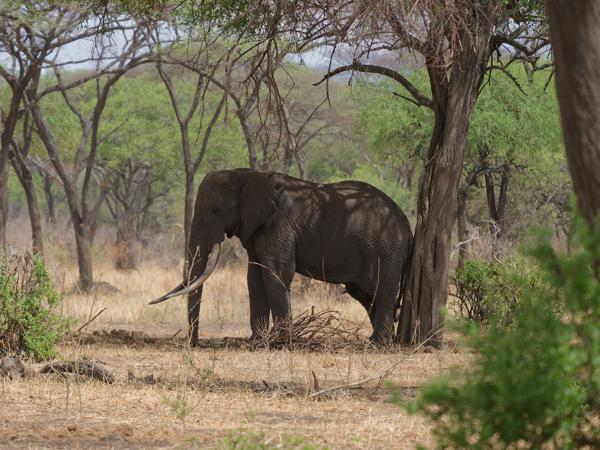 <h3><a href="/trips/tanzania/biota/animalia/chordata/mammalia/proboscidea/elephantidae/loxodonta africana/loxodonta africana-nl.html">Loxodonta&nbsp;africana</a> / African&nbsp;elephant / Afrikaanse&nbsp;olifant</h3>OM-1 Mark II met OLYMPUS M.150-400mm F4.5, 1/2000 sec  bij F4.5, ISO 800, afstand 71.4&nbsp;m